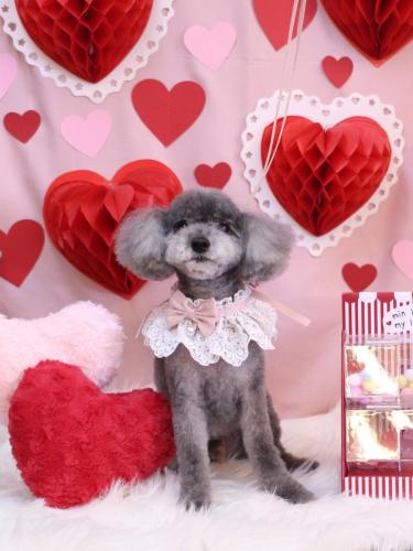 20240220タルトくん